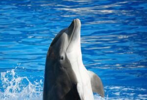 שחייה עם דולפינים